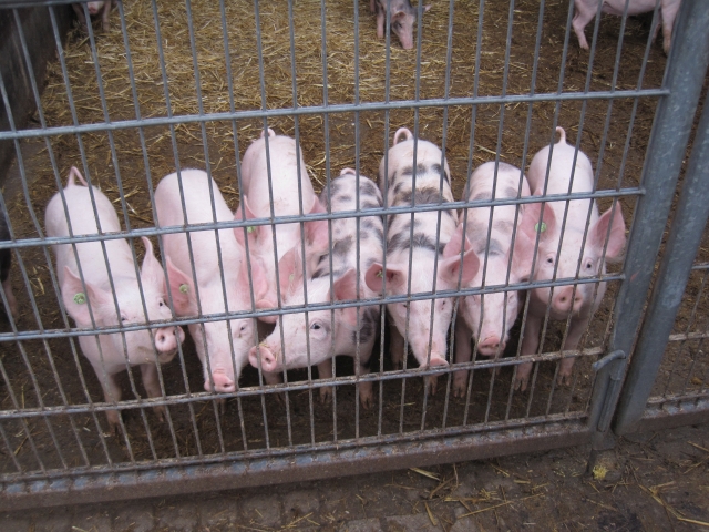 neugierige Schweine stehen am Gitter ihres Auslaufbereiches 