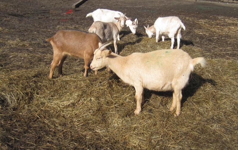 Fünf Ziegen fressen auf dem Biohof Heidbauer