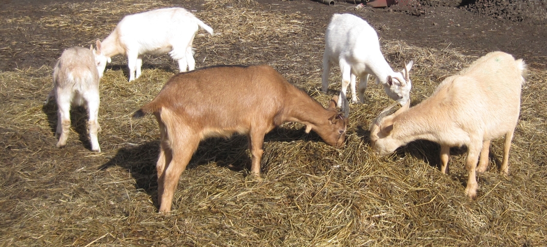 Fünf Ziegen tummeln sich auf dem Biohof Heidbauer 