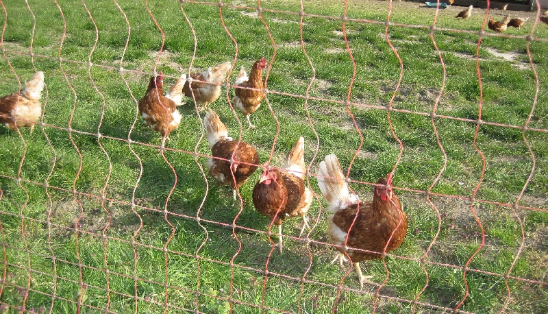 Hof Menken - freilaufende Hühner
